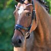 Equibridle anatomisch hoofdstel Kingston - zwart lak
