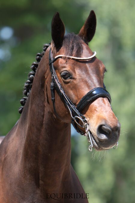 Equibridle stang en trens hoofdstel Cachet - zwart lak glitter