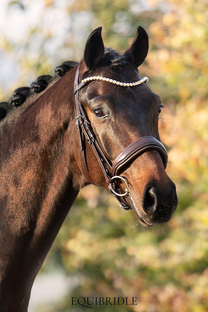 Equibridle anatomisch hoofdstel Ferro - bruin - Afbeelding 2