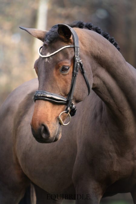 Equibridle anatomisch hoofdstel Ferro - zwart lak