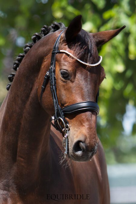 Equibridle stang en trens hoofdstel Negro - zwart soft