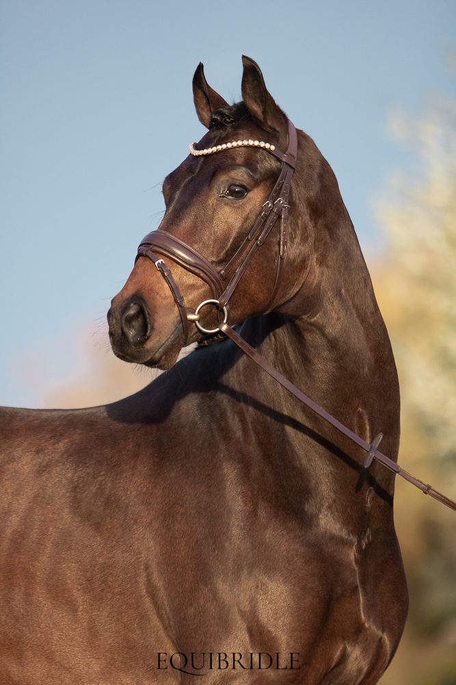 Equibridle anatomisch hoofdstel Zonik - bruin - Afbeelding 3