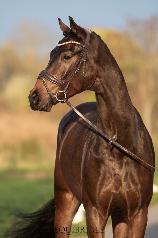 Equibridle anatomisch hoofdstel Zonik - bruin - Afbeelding 4