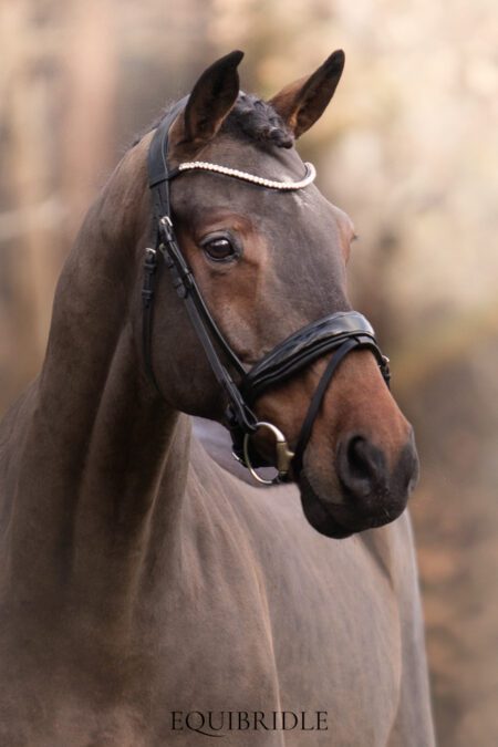 Equibridle anatomisch hoofdstel Zonik - zwart lak