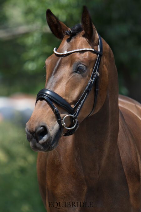 Equibridle anatomisch hoofdstel Zonik - zwart soft