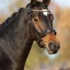 Equibridle anatomisch hoofdstel Ferro - bruin lak goud