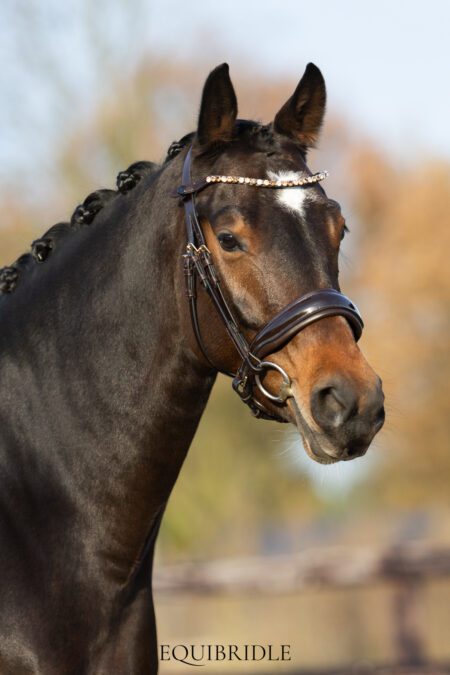 Equibridle anatomisch hoofdstel Ferro - bruin lak goud