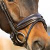 Equibridle gecombineerde neusriem Zonik - bruin lak goud
