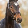 Equibridle anatomisch hoofdstel Zonik Smal - bruin goud