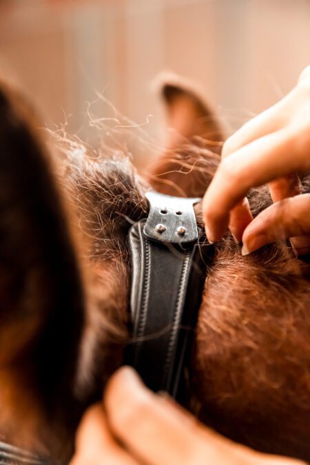 Testproduct: Anatomisch Atlas kopstuk